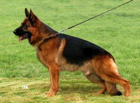 Cliquez sur l'image pour voir son pedigree - Larus Von batu German shepherd