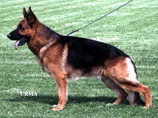 Cliquez sur l'image pour voir son pedigree - Yasko vom farbenspiel German sheperd