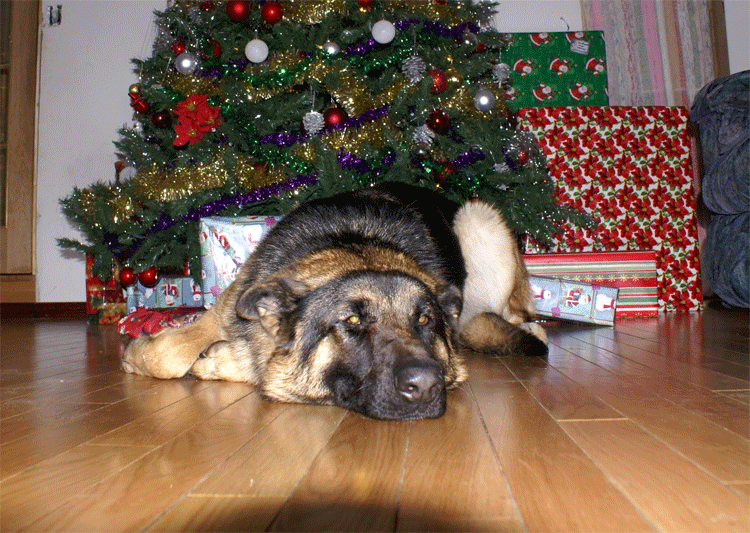 Roxy vom Cuenin femelle berger allemand de 9 mois -13 Decembre 2010 - Avez vous un cadeau sous le sapin pour votre chien ?