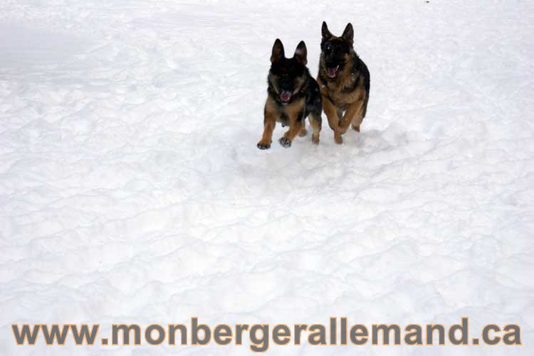 Nos Berger Allemand - 27 Novembre 2010 Première neige !