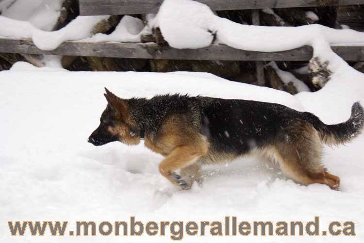 Roxy 12 Décembre 2010 - German Shepherd quebec canada