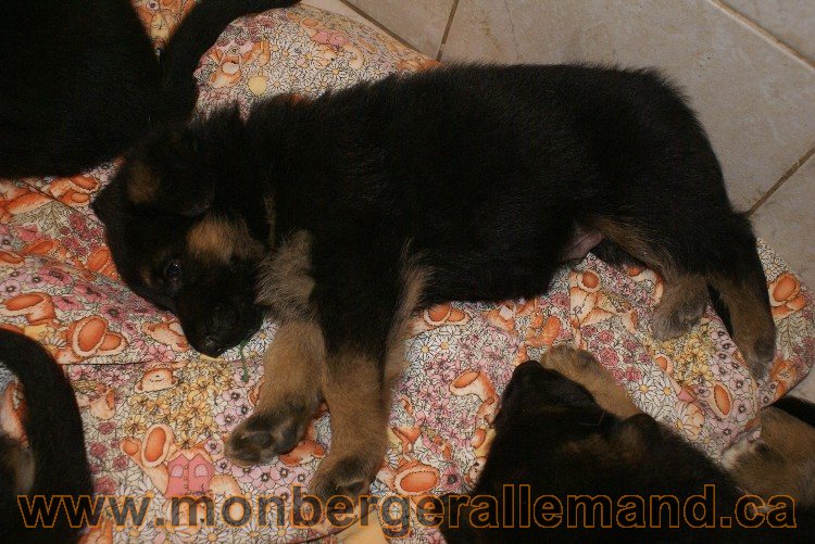 Chiots berger allemand - Lady 4 Juin 2011