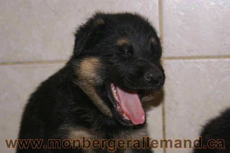 Chiots berger allemand - Lady 4 Juin 2011