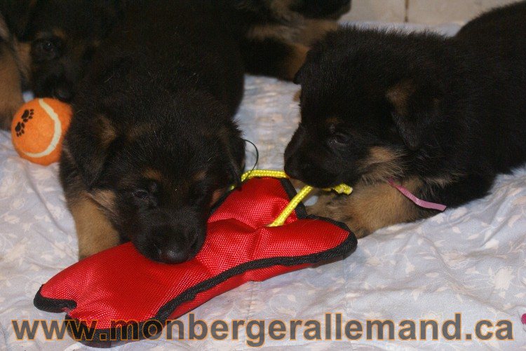 Les chiots 31 mai 2011 - Berger allemand de grande lignée