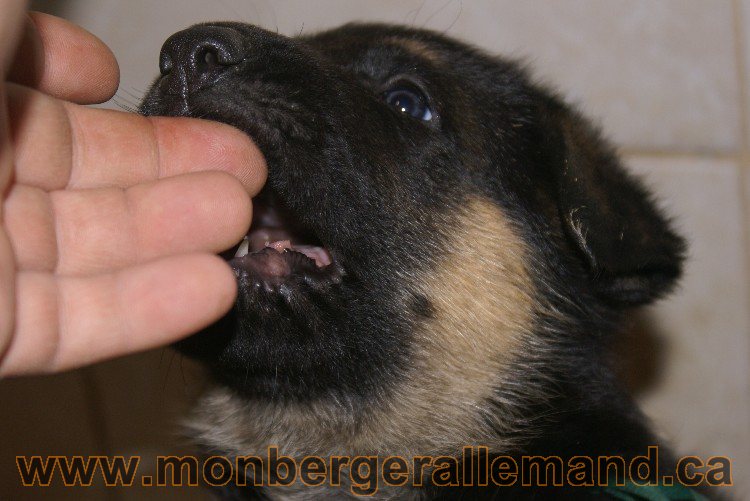 Vert - Male - Berger Allemand