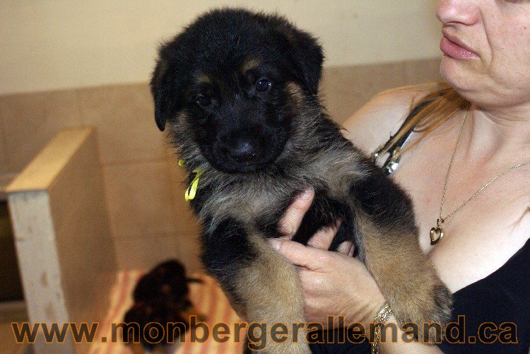 Jaune - Male - Berger Allemand