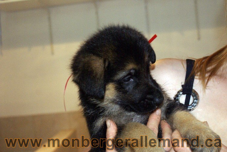 Ruby - FEmelle - Berger Allemand