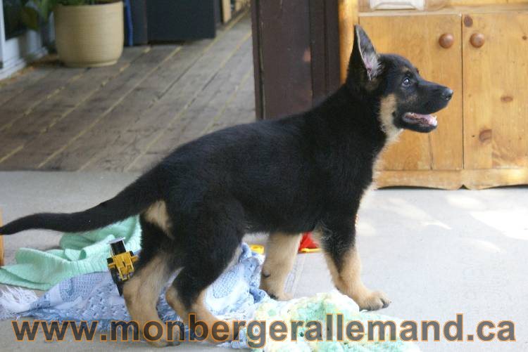 4 juillet 2011 chiot berger allemand disponible