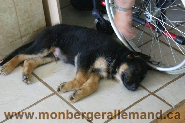 4 juillet 2011 chiot berger allemand disponible