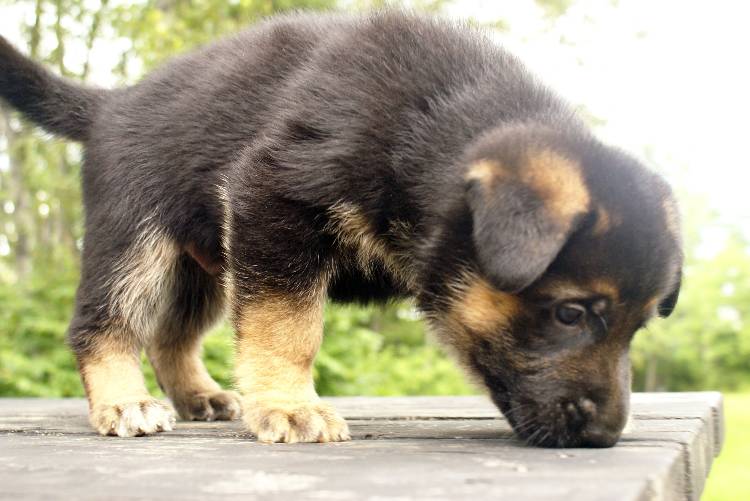 Les chiots berger allemand a Roxy - 22 Juillet 2011