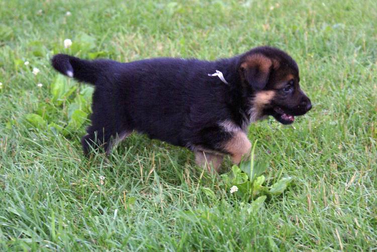 Les chiots berger allemand a Roxy - 22 Juillet 2011