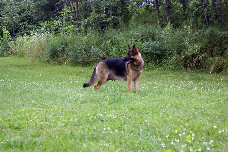 Les chiots berger allemand a Roxy - 22 Juillet 2011