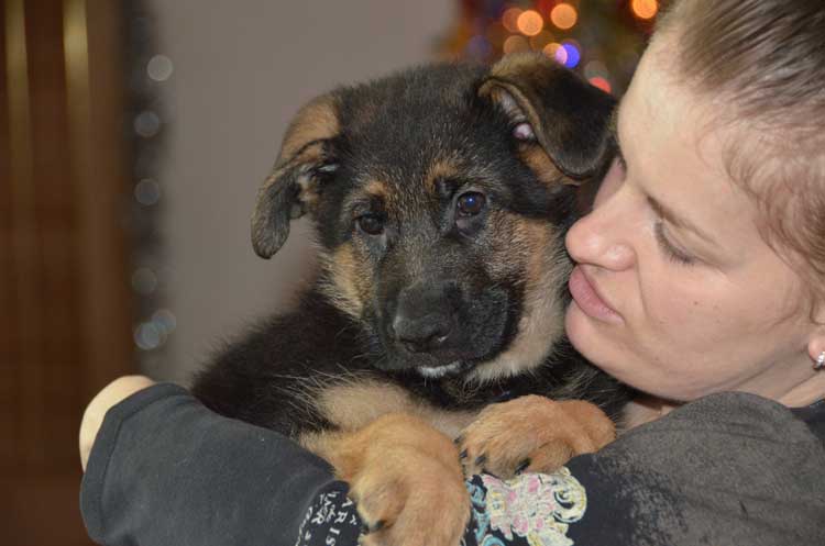 Prince, Mauve , nouveau Nom Enzo est parti dans la région de St-Hubert, Longueuil en Montérégie