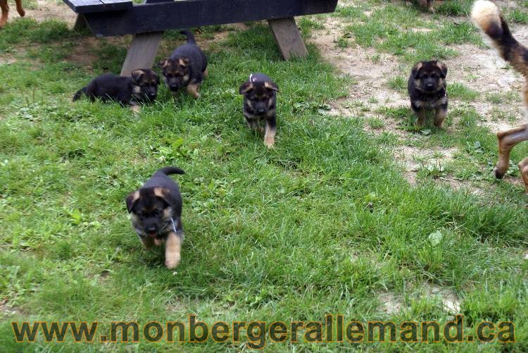 Les chiots berger allemand a Kenya - 13 juillet 2011