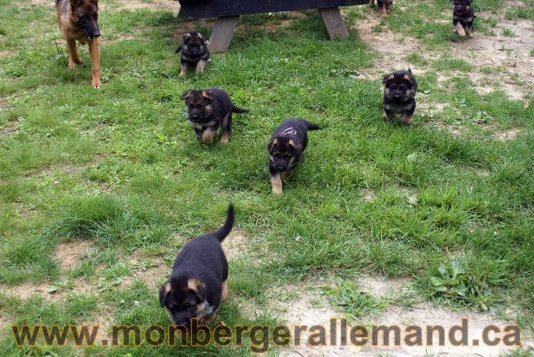 Les chiots berger allemand a Kenya - 13 juillet 2011