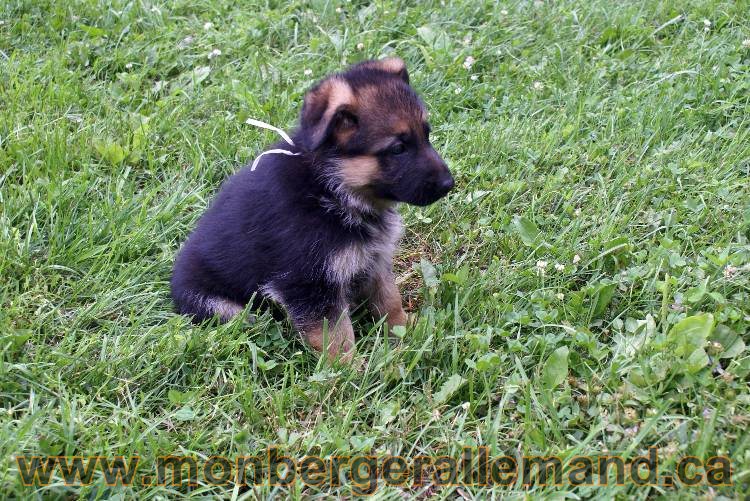 Les chiots berger allemand a Kenya - 13 juillet 2011