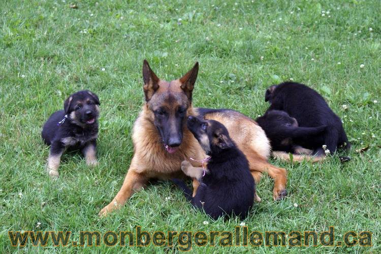 Les chiots berger allemand a Kenya - 13 juillet 2011