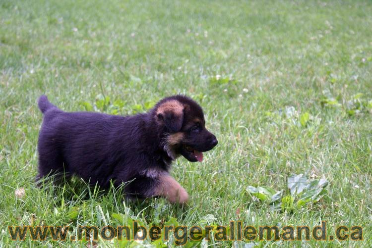 Les chiots berger allemand a Kenya - 13 juillet 2011