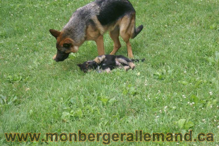 Les chiots berger allemand a Kenya - 13 juillet 2011