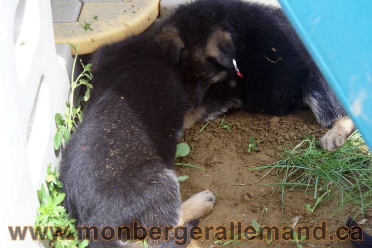 Les chiots berger allemand a Kenya - 13 juillet 2011