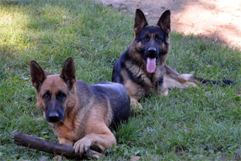 Kenya et Big Oct 2011 - Berger Allemand de Grande Lignée PURE RACE