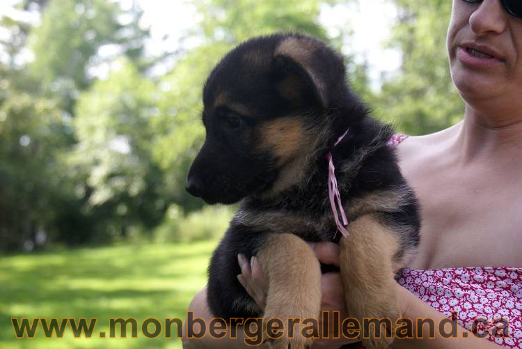 Les chiots et chien berger allemand - 16 juillet 2011