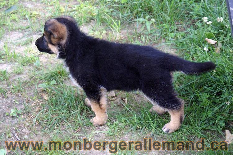 Les chiots et chien berger allemand - 16 juillet 2011