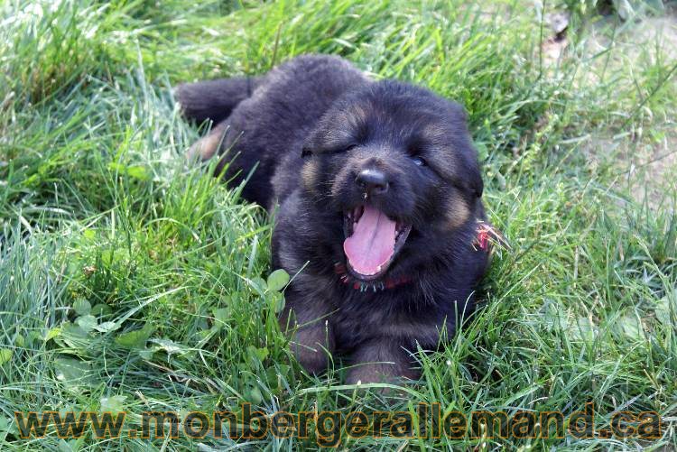 Les chiots et chien berger allemand - 16 juillet 2011