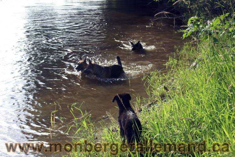 Les chiots et chien berger allemand - 16 juillet 2011