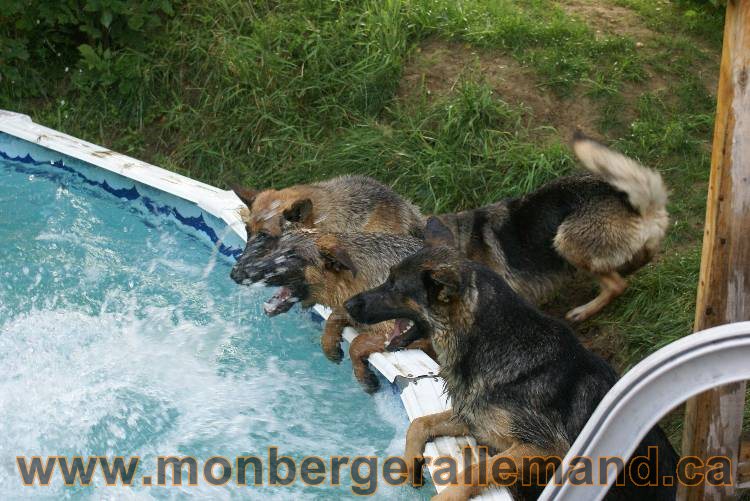 Les chiots et chien berger allemand - 16 juillet 2011