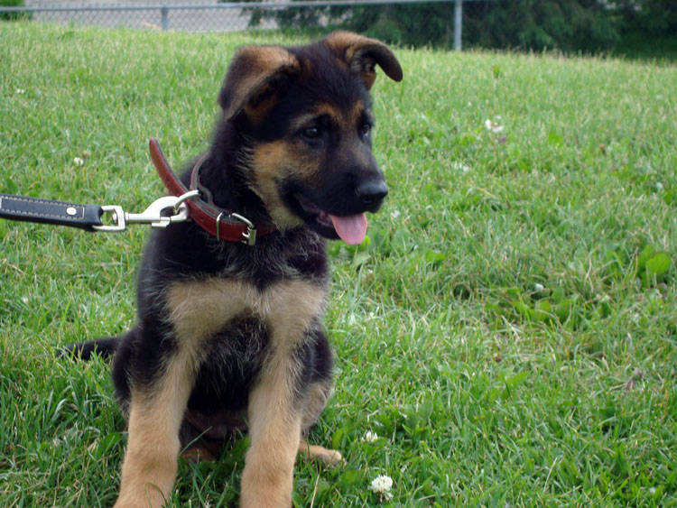 Kiley est dans la région de Laval, Montreal !