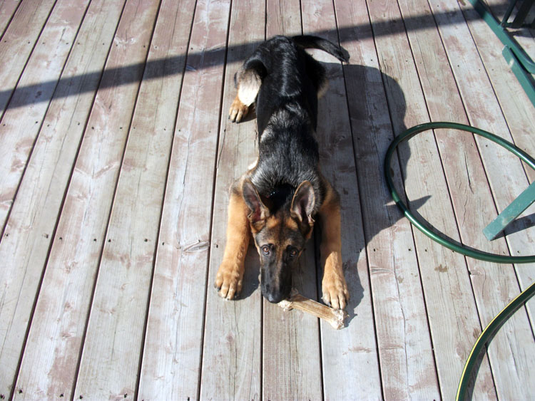 Jack Male berger allemand Il est parti dans la région de  Montréal (Vaudreuil-Dorion)