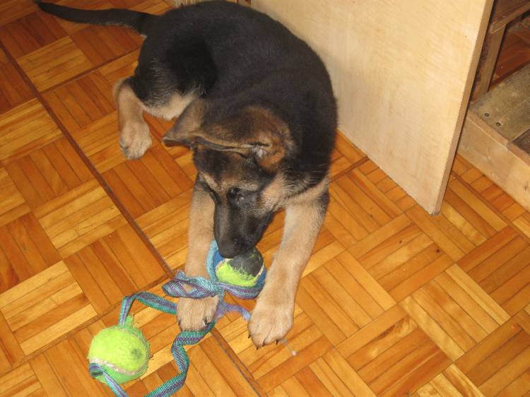 Maya - Chiot Femelle berger allemand sept 2011!