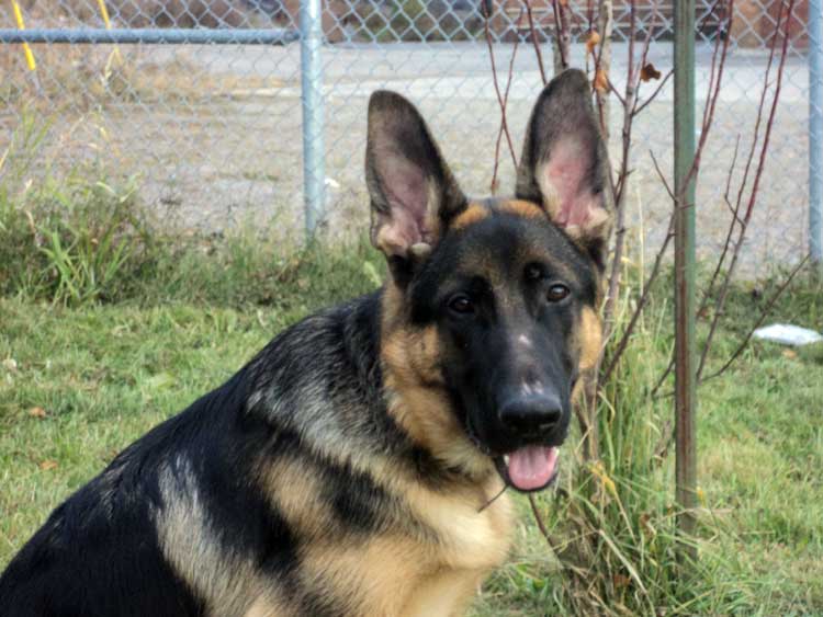 Le Superbe Panzer - Male Berger allemand né de Lady et Vidal